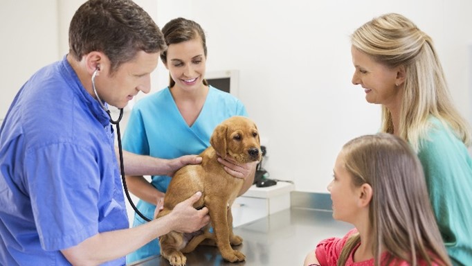 Course Image VNASA6 Principles of veterinary nursing assistant support