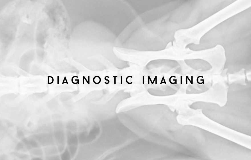Course Image Unit 308/VN9 Veterinary nursing support for diagnostic imaging