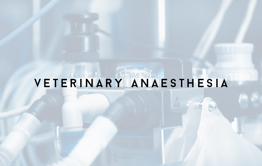 Course Image Unit 312/VN12 Principles of supporting veterinary anaesthesia